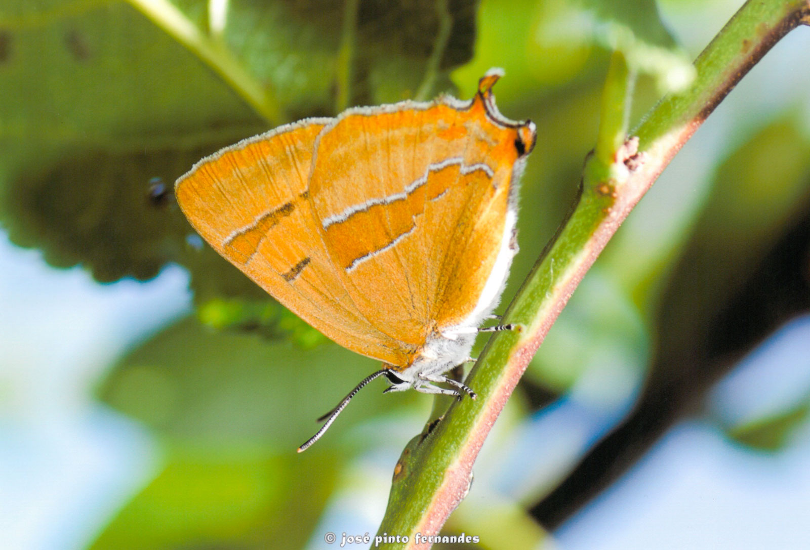 borboleta