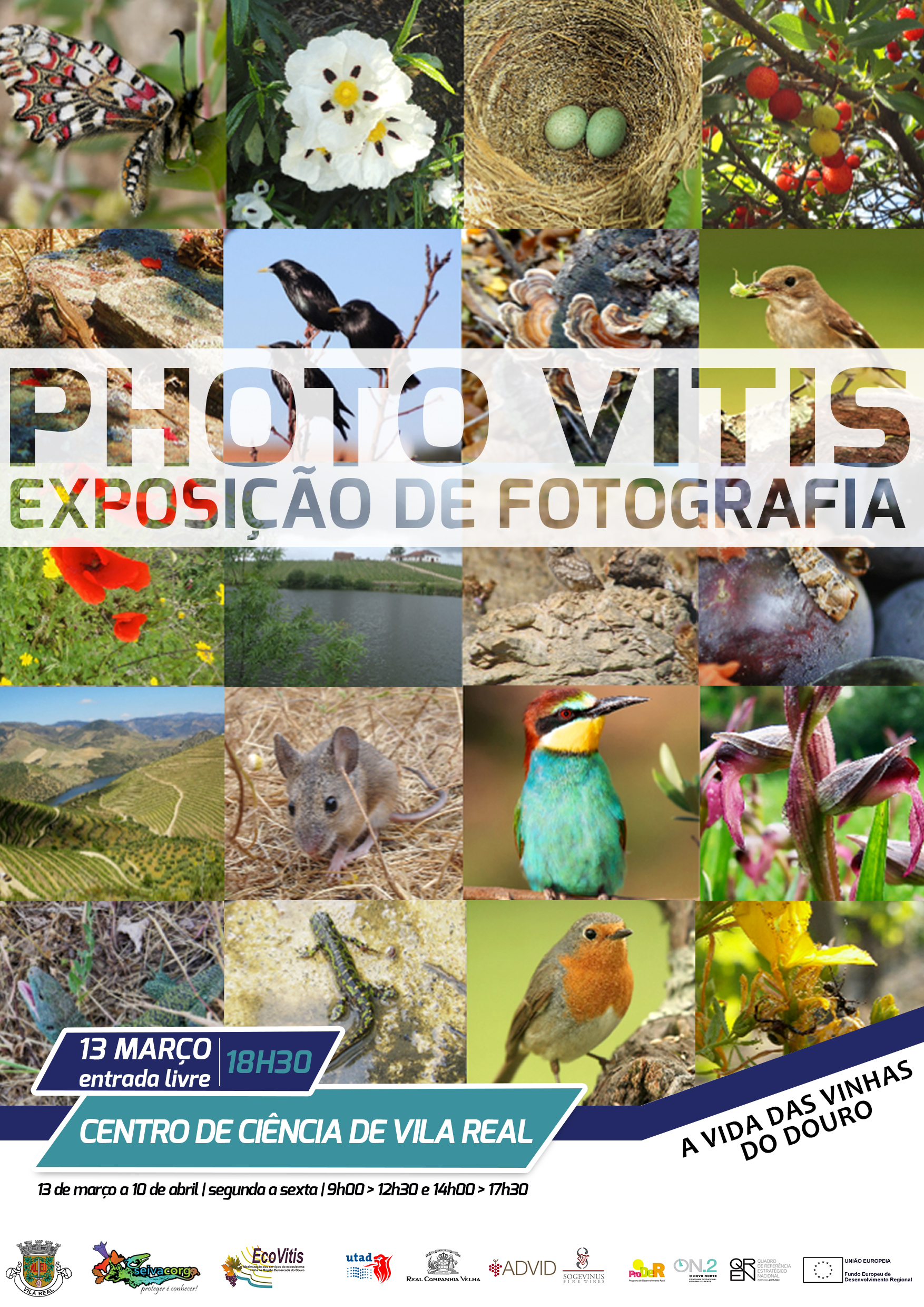 photo vitis vinhas